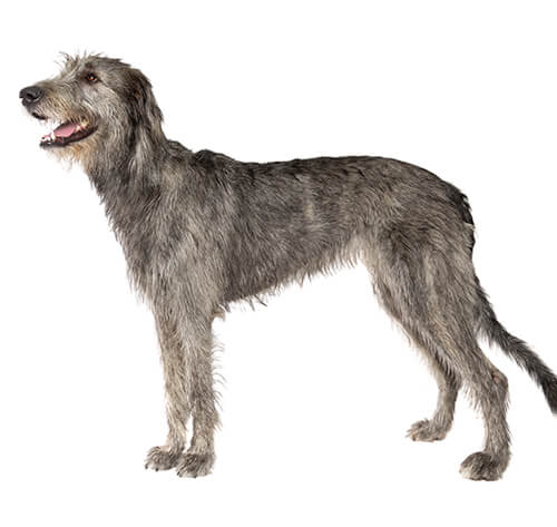 Race de chien cheap irish wolfhound